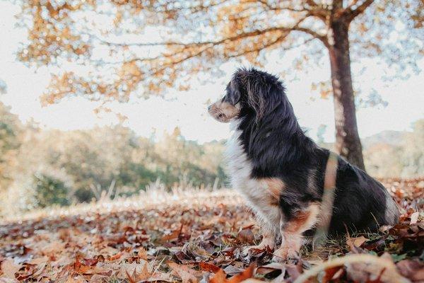 Famille avec son chien adopté