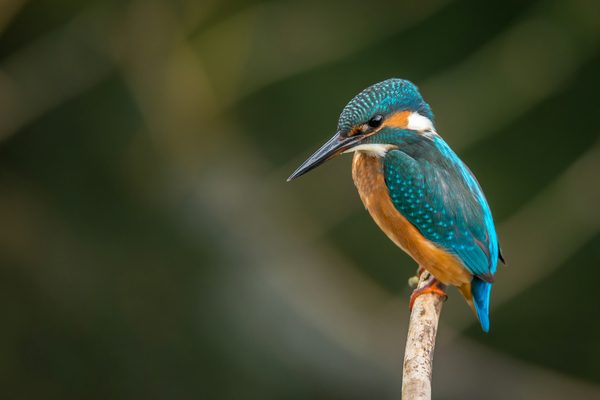 Comment reconnaître les différents types de nids d'oiseaux en milieu urbain?