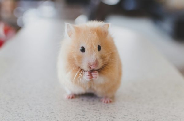 Quels jouets de forage sont appropriés pour un rat domestique pour éviter l'ennui?