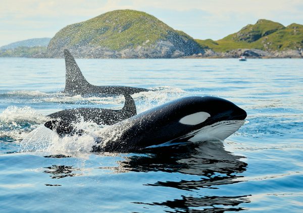 Quelles sont les pratiques responsables pour observer les baleines sans perturber leur habitat?