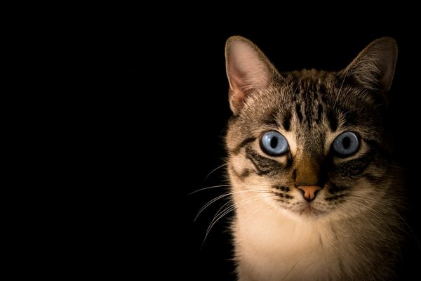 Les chats domestiques ont-ils un impact sur la faune locale?