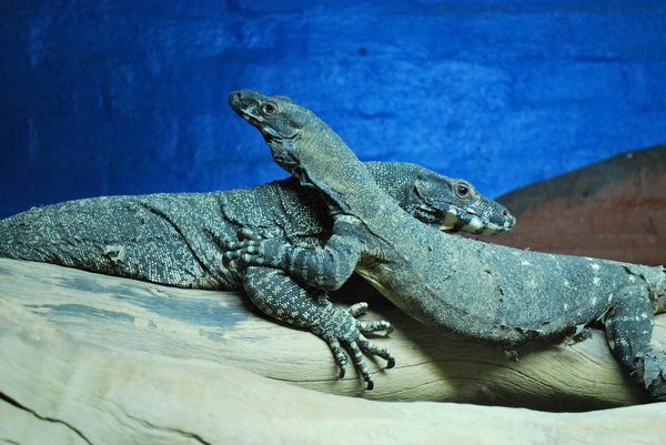 Quelles sont les meilleures sources de protéines pour un varan des savanes?