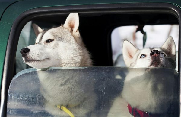 Éduquer son chien : les clés d'une vie harmonieuse ensemble