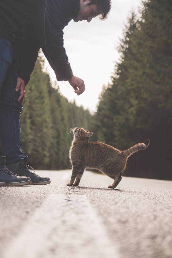 Les essentiels pour un voyage réussi avec votre chat